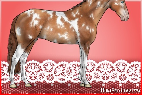 Horse Color:Gray White Spotted Gold Champagne Tobiano Rabicano 