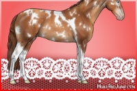 Horse Color:Gray White Spotted Gold Champagne Tobiano Rabicano