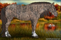 Horse Color:Black  and Classic Champagne 