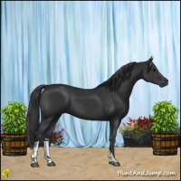 Horse Color:Black  and Black 