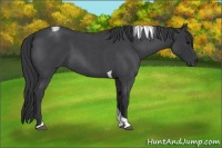 Horse Color:Blue Roan Tobiano 
