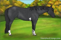 Horse Color:Blue Roan Tobiano