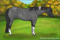 Horse Color:Blue Roan Tobiano 