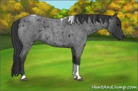 Horse Color:Blue Roan Tobiano