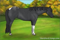 Horse Color:Blue Roan Tobiano 