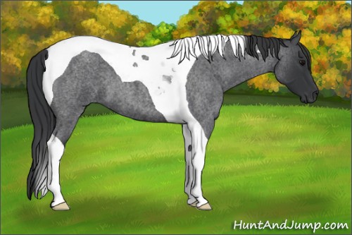 Horse Color:Blue Roan Tobiano
