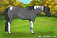 Horse Color:Blue Roan Tobiano 