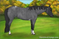 Horse Color:Blue Roan Tobiano 