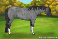 Horse Color:Blue Roan Tobiano