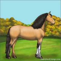 Horse Color:Buckskin 