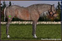 Horse Color:Bay  and Silver Black 