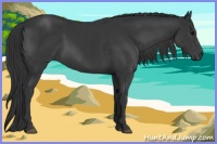 Horse Color:Black  and Black 