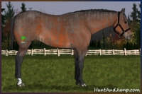 Horse Color:Grullo  and Brown 