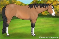 Horse Color:Bay Roan Splash 