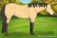 Horse Color:Buckskin 