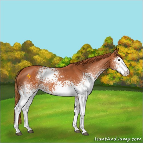 Horse Color:White Spotted Chestnut 