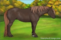 Horse Color:Liver Chestnut Rabicano 