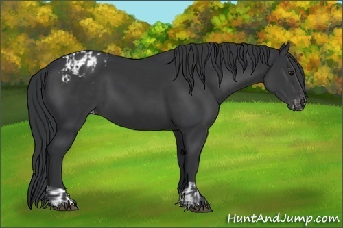 Horse Color:Black  and Black Appaloosa 