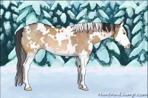 Horse Color:White Spotted Bay Dun Sabino Splash Rabicano 