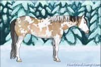 Horse Color:White Spotted Bay Dun Sabino Splash Rabicano