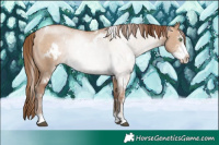 Horse Color:White Spotted Brown Pearl Dun Sabino Rabicano