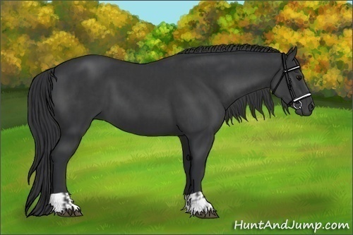 Horse Color:Black  and Black 