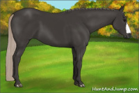 Horse Color:Gray Silver Black 