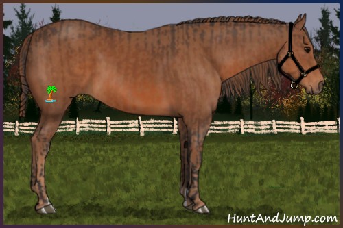 Horse Color:Bay  and Chestnut 