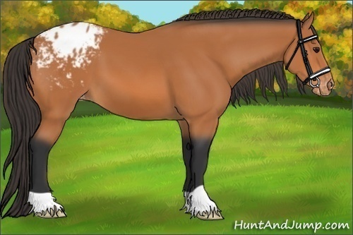 Horse Color:Bay Appaloosa 