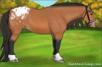 Horse Color:Bay Appaloosa 