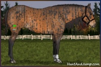 Horse Color:Black  and Buckskin 
