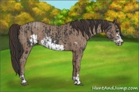 Horse Color:Black Frame  and Classic Champagne Frame 