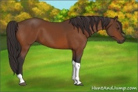 Horse Color:Buckskin Tobiano 