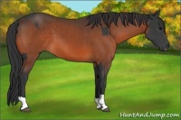 Horse Color:Black  and Brown 