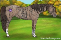 Horse Color:Black  and Classic Champagne 