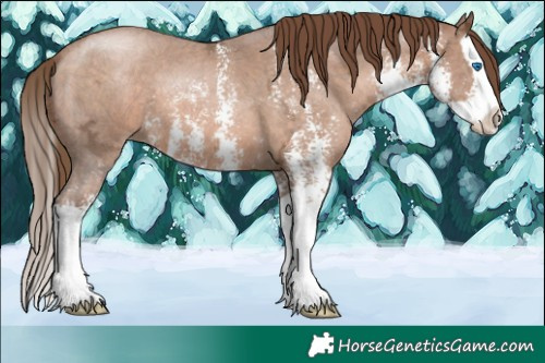 Horse Color:Brown Ice Pearl Sabino Splash 
