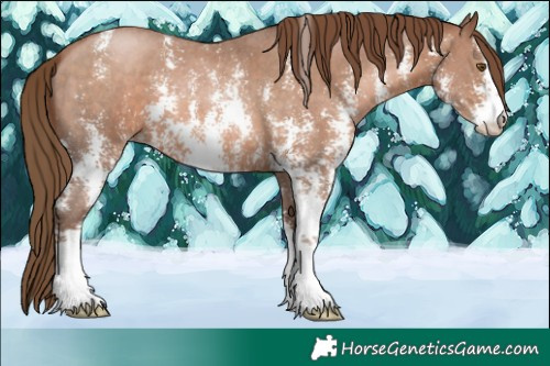Horse Color:Brown Pearl Sabino 