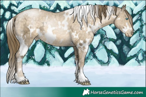 Horse Color:White Spotted Buckskin Ice Pearl 