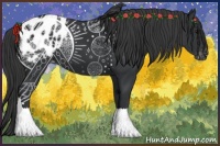 Horse Color:Black Appaloosa 