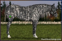 Horse Color:Smoky Creme  and Black 