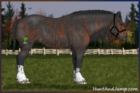 Horse Color:Bay  and Black 