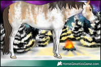 Horse Color:White Spotted Buckskin 