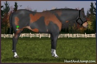 Horse Color:Brown  and Black 