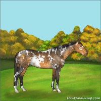 Horse Color:White Spotted Buckskin Mushroom 
