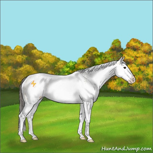 Horse Color:White Spotted Buckskin Splash 
