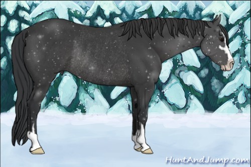Horse Color:Black Sabino Rabicano