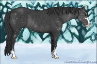 Horse Color:Black Sabino Rabicano 