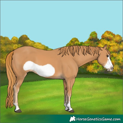 Horse Color:Chestnut Frame 