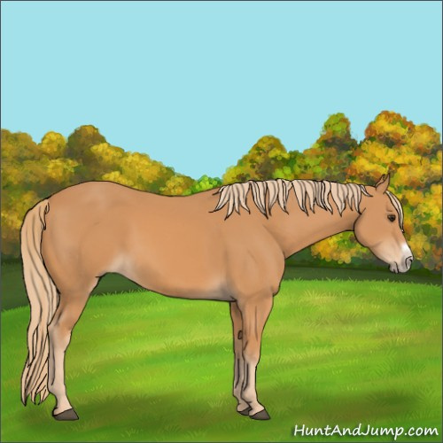 Horse Color:Chestnut Frame