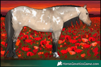 Horse Color:White Spotted Bay Dun 